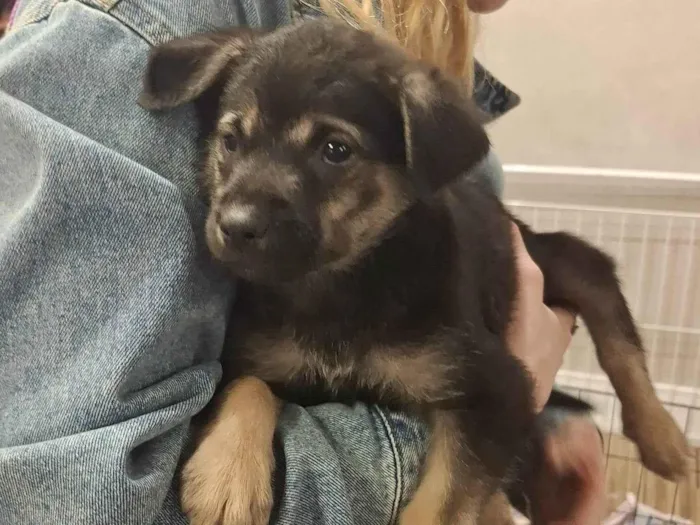 Cachorro ra a SRD-ViraLata idade 2 a 6 meses nome BEBEZINHO