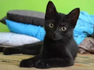 Gato raça SRD-ViraLata idade 7 a 11 meses nome Bida