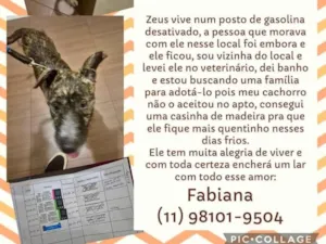 Cachorro raça SRD-ViraLata idade 1 ano nome ZEUS