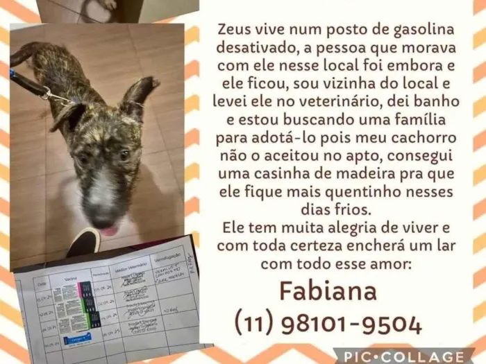 Cachorro ra a SRD-ViraLata idade 1 ano nome ZEUS