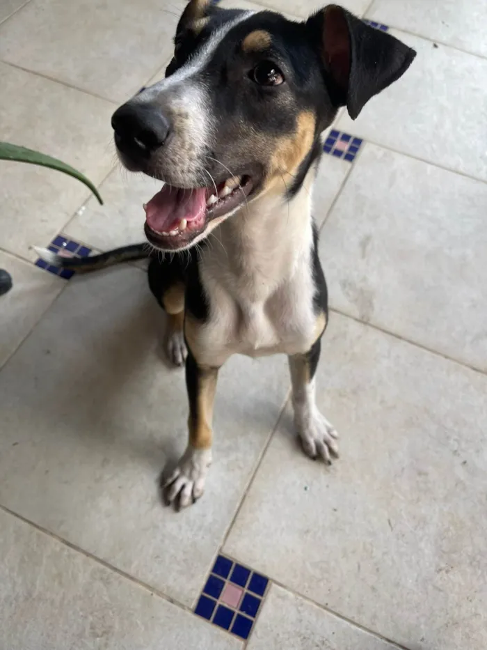 Cachorro ra a SRD-ViraLata idade 4 anos nome Vitória 