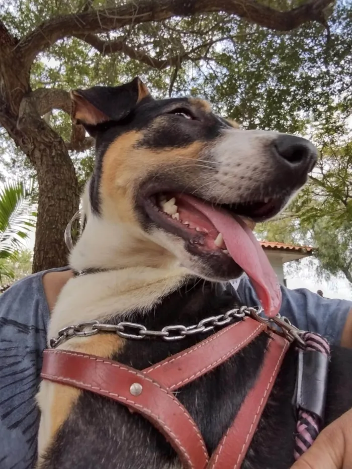 Cachorro ra a SRD-ViraLata idade 4 anos nome Vitória 