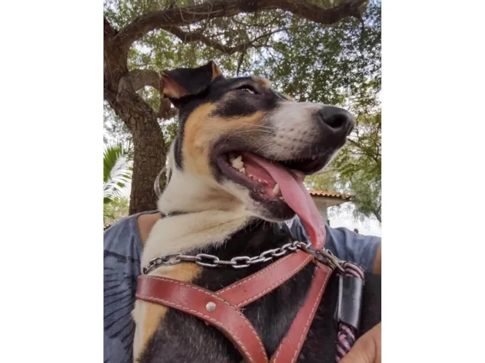 Cachorro ra a SRD-ViraLata idade 4 anos nome Vitória 