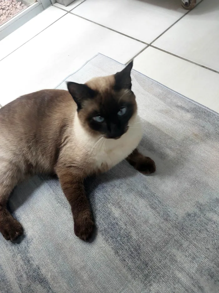 Gato ra a Siamês idade 2 anos nome Pantufa 