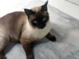 Pantufa 