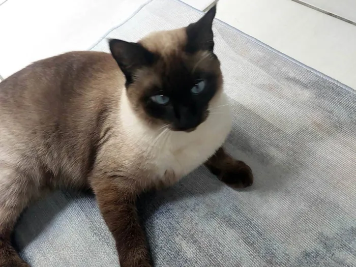 Gato ra a Siamês idade 2 anos nome Pantufa 