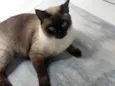 Pantufa 