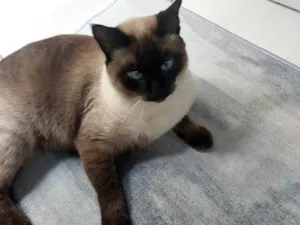 Gato raça Siamês idade 2 anos nome Pantufa 