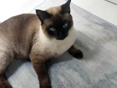 Gato raça Siamês idade 2 anos nome Pantufa 