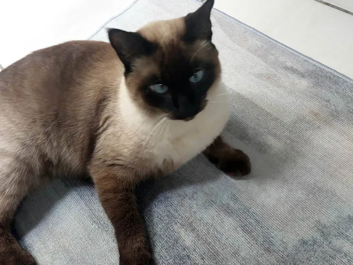 Gato ra a Siamês idade 2 anos nome Pantufa 