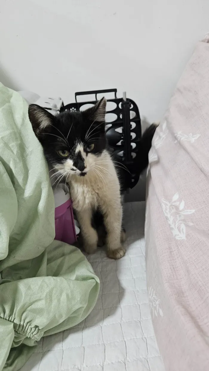 Gato ra a SRD-ViraLata idade Abaixo de 2 meses nome Doação de Frajola 