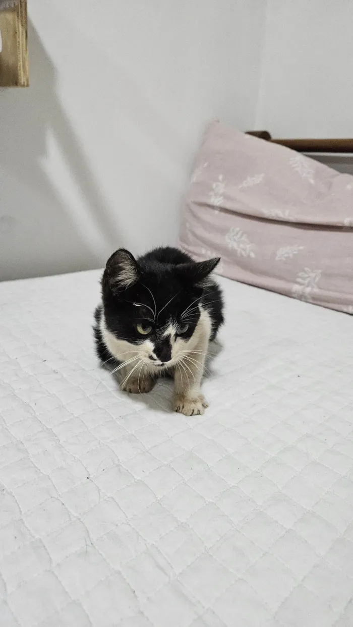 Gato ra a SRD-ViraLata idade Abaixo de 2 meses nome Doação de Frajola 