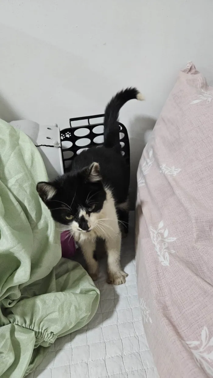 Gato ra a SRD-ViraLata idade Abaixo de 2 meses nome Doação de Frajola 