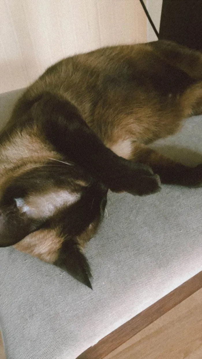 Gato ra a Siamês idade 1 ano nome YODA