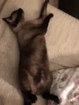 YODA