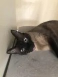 YODA