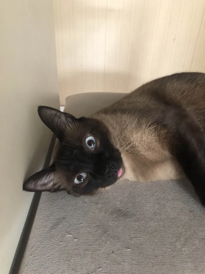 Gato ra a Siamês idade 1 ano nome YODA
