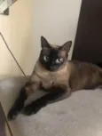 YODA