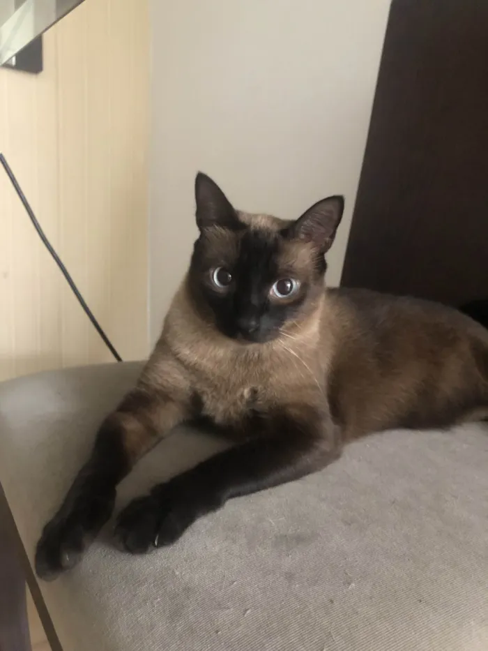 Gato ra a Siamês idade 1 ano nome YODA