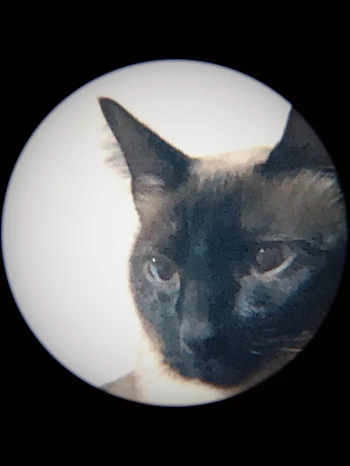 Gato ra a Siamês idade 1 ano nome YODA