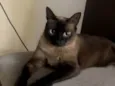 YODA