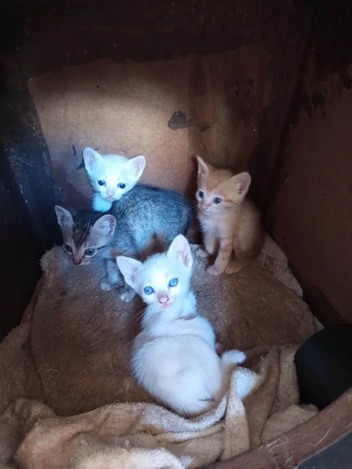 Gato ra a SRD-ViraLata idade Abaixo de 2 meses nome Não definido