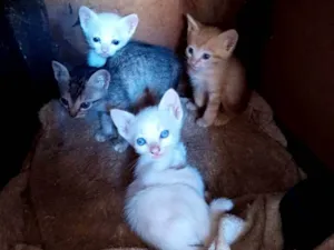 Gato raça SRD-ViraLata idade Abaixo de 2 meses nome Não definido
