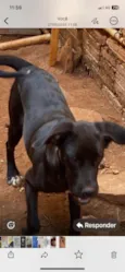 Apolo