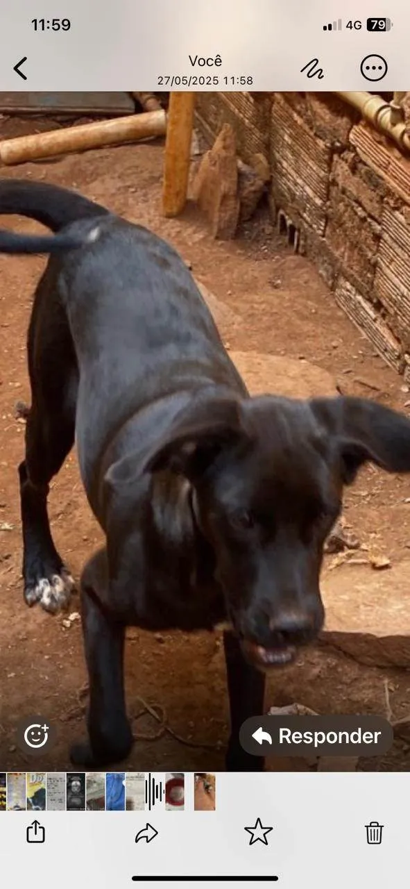 Cachorro ra a SRD-ViraLata idade 2 a 6 meses nome Apolo