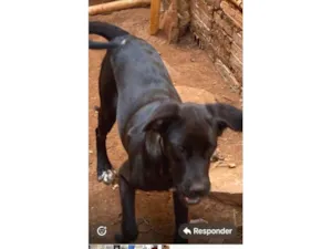 Cachorro raça SRD-ViraLata idade 2 a 6 meses nome Apolo