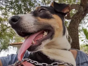 Cachorro raça SRD-ViraLata idade 4 anos nome Vitória 