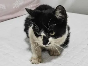 Gato raça SRD-ViraLata idade Abaixo de 2 meses nome Doação de Frajola 