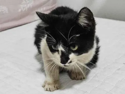 Gato raça SRD-ViraLata idade Abaixo de 2 meses nome Doação de Frajola 