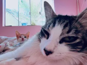 Gato raça SRD-ViraLata idade 7 a 11 meses nome A escolha do dono