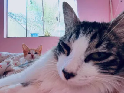 Gato raça SRD-ViraLata idade 7 a 11 meses nome A escolha do dono