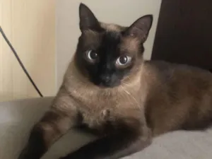 Gato raça Siamês idade 1 ano nome YODA