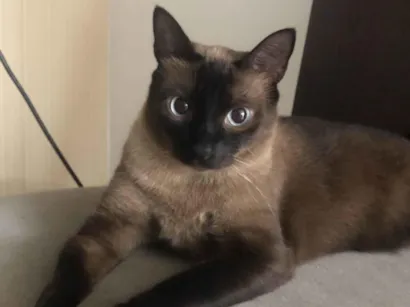 Gato raça Siamês idade 1 ano nome YODA