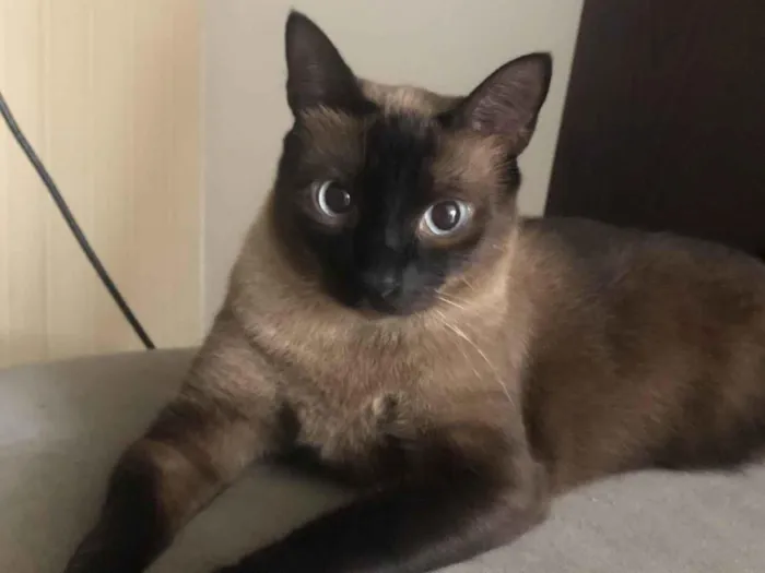 Gato ra a Siamês idade 1 ano nome YODA
