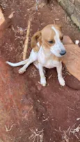 Pingo