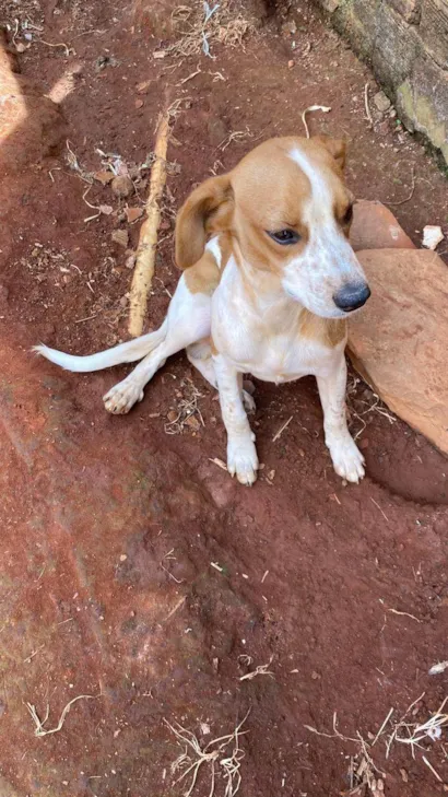 Cachorro raça SRD-ViraLata idade 2 a 6 meses nome Pingo