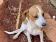 Pingo