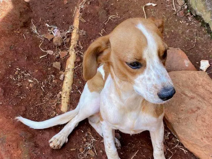 Cachorro ra a SRD-ViraLata idade 2 a 6 meses nome Pingo