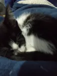 Leopoldina ( nome da gata por enquanto ) 