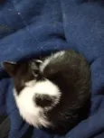Leopoldina ( nome da gata por enquanto ) 