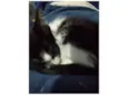 Leopoldina ( nome da gata por enquanto ) 