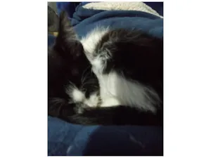 Gato raça SRD-ViraLata idade Abaixo de 2 meses nome Leopoldina ( nome da gata por enquanto ) 