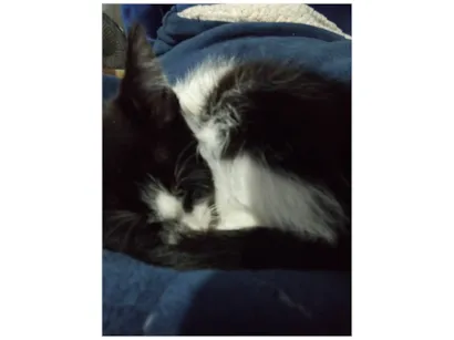 Gato raça SRD-ViraLata idade Abaixo de 2 meses nome Leopoldina ( nome da gata por enquanto ) 