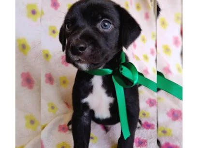 Cachorro raça SRD-ViraLata idade Abaixo de 2 meses nome Pretinho