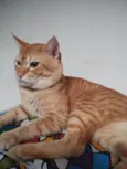 Caramelo