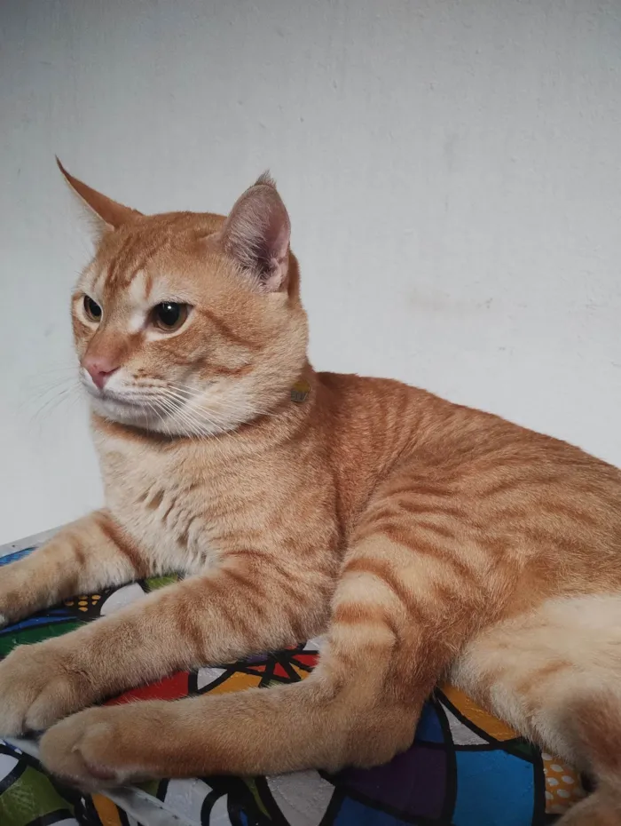 Gato ra a SRD-ViraLata idade 1 ano nome Caramelo